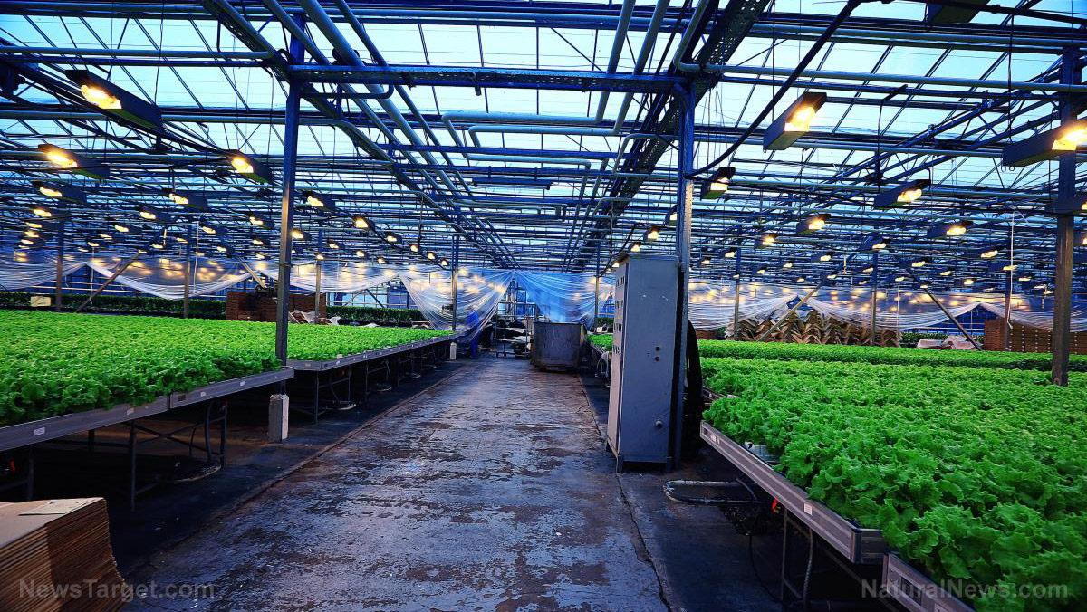 Główna ilustracja artykułu: Techniki nawadniania w permaculture i bezpieczeństwo pracy w erze AI