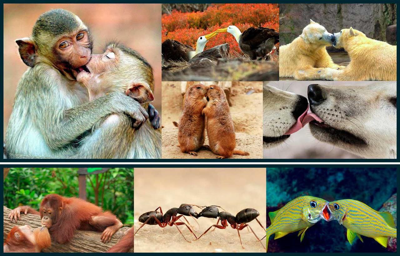 Główna ilustracja artykułu: Pocałunki mogły powstać 21 milionów lat temu