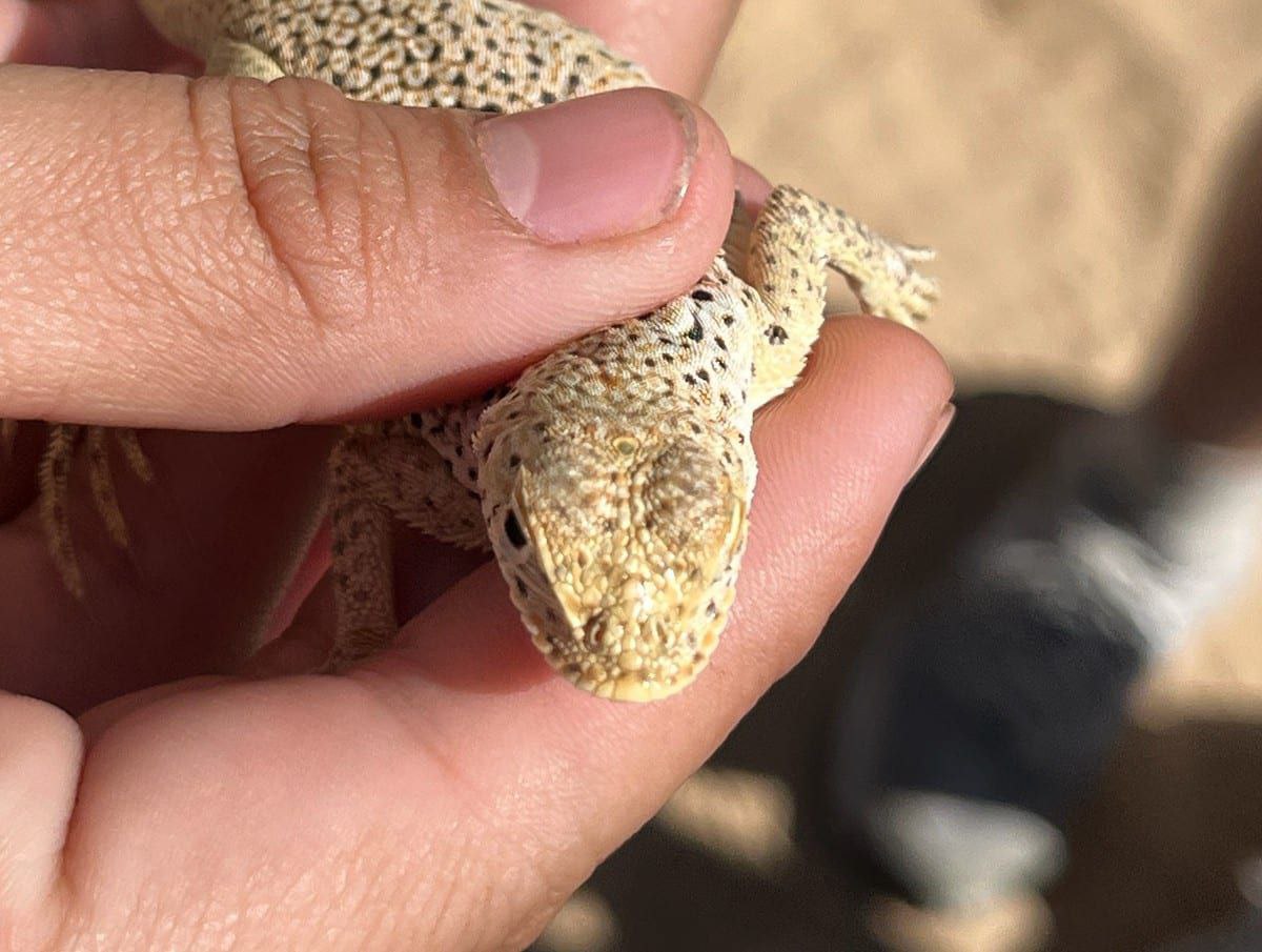 Główna ilustracja artykułu: Jak mózg wyhodował oczy kręgowców